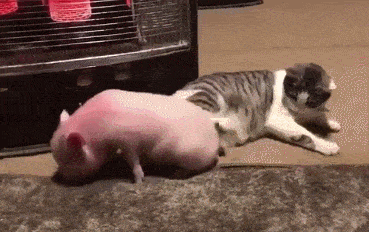 cuteanimalland giphyupload GIF