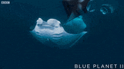 bbc one sea GIF by BBC