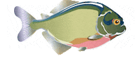 sicredisudoestemtpara pacu sicredi sudoeste sicredi sudoeste agro Sticker