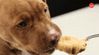 Puppy Eating Peanut Butter 