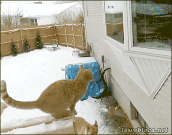Cats Fail GIF