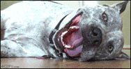 panting pit bull GIF