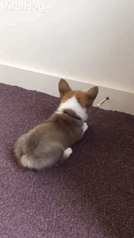 Feisty Corgi Puppy Battles Door Stopper