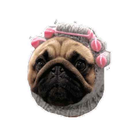 noodles_pug_casanova giphygifmaker dog sunday self care Sticker