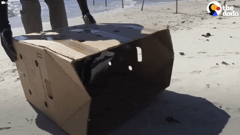 african penguin GIF by The Dodo