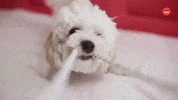 Dog Puppy GIF by BuzzFeed