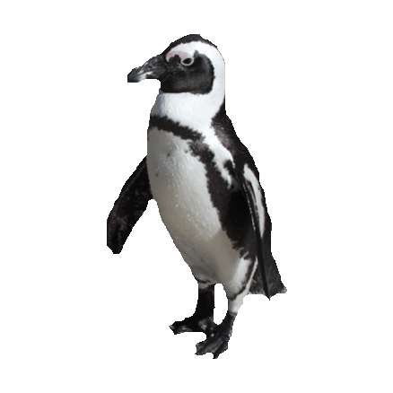 Penguin Sticker by imoji