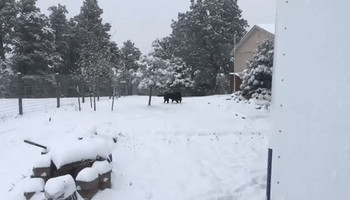 Dogs Enjoy Romp After Snowfall in Peyton, Colorado