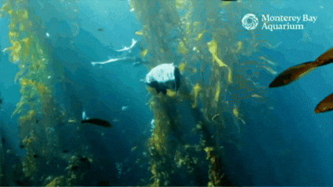 Leopard Shark Dive GIF by Monterey Bay Aquarium