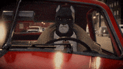 cat blacksad GIF
