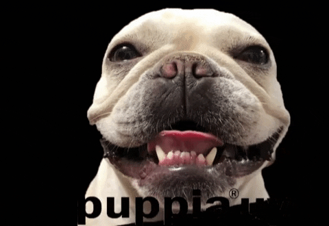 Puppiauy giphygifmaker bulldog perros mascotas GIF