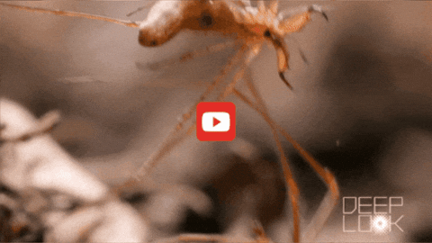 GIF by KQEDScience