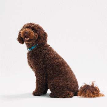 Happy Blank Face GIF by Petsure UK