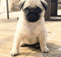 puppy GIF