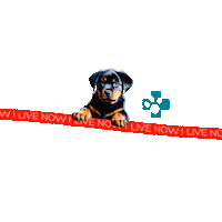 Rottweiler Sticker by Europeanpetpharmacy