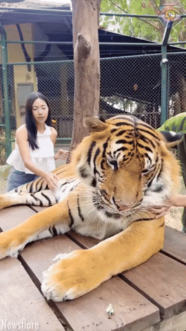 cuteanimalland giphyupload GIF