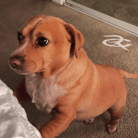 Side Eye Cute Dog GIF by Respective