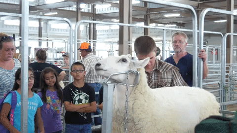 ohiostatefair giphygifmaker sheep fair ohio state fair GIF