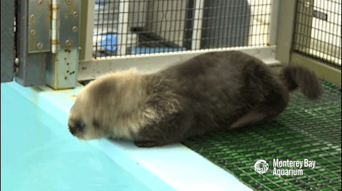 sea otter GIF by Monterey Bay Aquarium