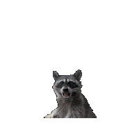 Bread Raccoon Sticker