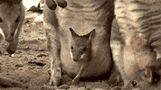 kangaroo GIF