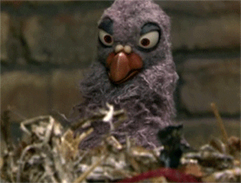 Video gif. A purple pigeon puppet sits in his nest with a carton of popcorn and raises binoculars to his eyes to catch the drama below. 