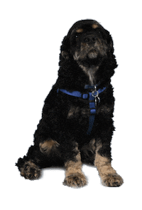 dog Sticker by Originals