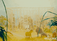 happy efecto pasillo GIF