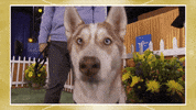 GIF by Hallmark Channel