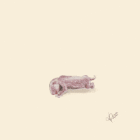 Digital Art Panda GIF