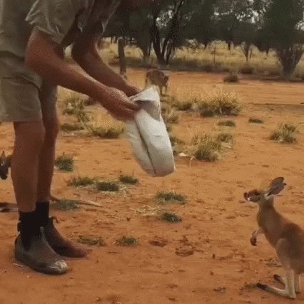 baby kangaroo GIF