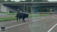 Bull Trots Across Tennessee Parkway After Escaping Fair