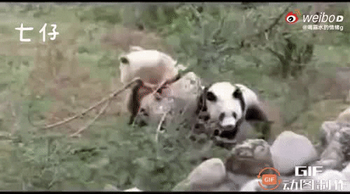 koreacnw giphyupload GIF