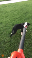 Excitable Pup Faces Off With a Leaf Blower