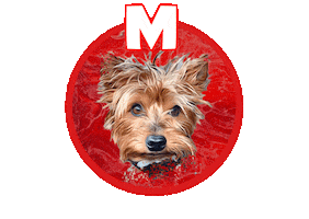 Yorkshire Terrier Yorkie Sticker by Pimp Yo Pets