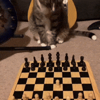 Cat Chess GIF by Respective