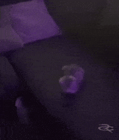 Cat Kitty GIF by Respective
