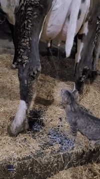 Blissed-Out Barn Cat Sneaks Milk From Leaky Dairy Cow