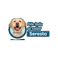 ElancoMexico dog perro pulgas elanco Sticker