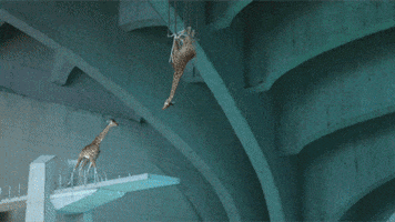 giraffe GIF