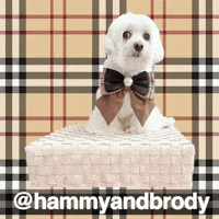 Dogs Wow GIF by HammyandBrody