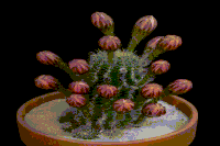 cactus blooms GIF