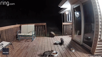 Security Camera Captures Raccoon Stealing Cat's Food From Deck