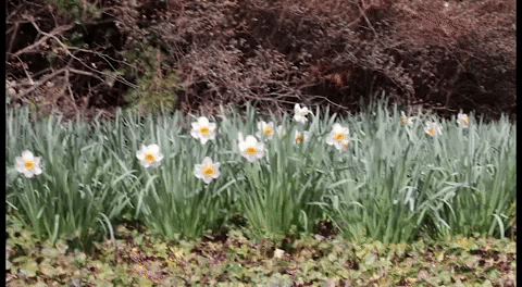 Flowers Spring GIF by Roanoke College