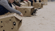 south africa ocean GIF by Monterey Bay Aquarium