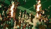 College Football GIF by USF Athletics