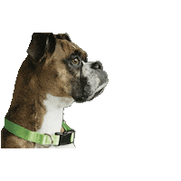Marketing Agency Dogs Sticker by Meld Marketing