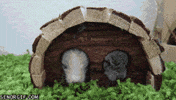 log shelter GIF