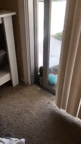 Small Dog, Big Problem: Dachshund Struggles to Get Inside With Stuffed Toy