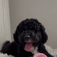 Good Boy Thank You GIF